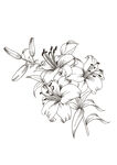 百合花