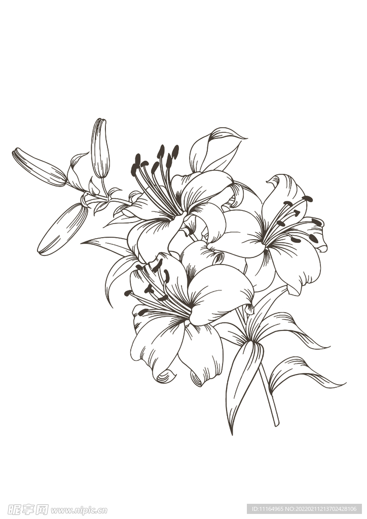 百合花