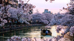 日本京都樱花
