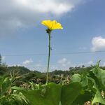 黄色小花