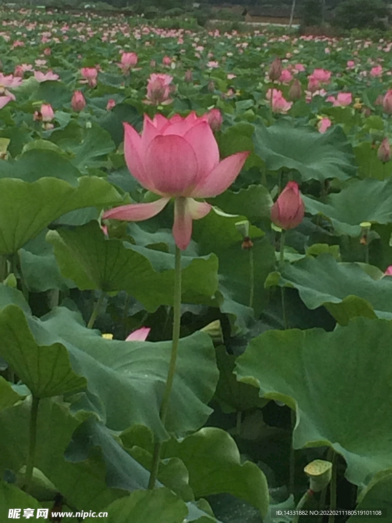 荷花