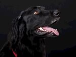 平毛寻回犬图片