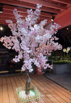 樱花树