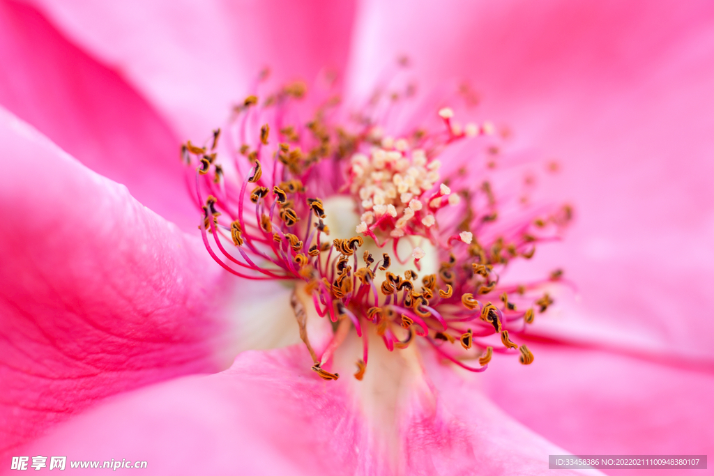 微距花芯玫瑰花