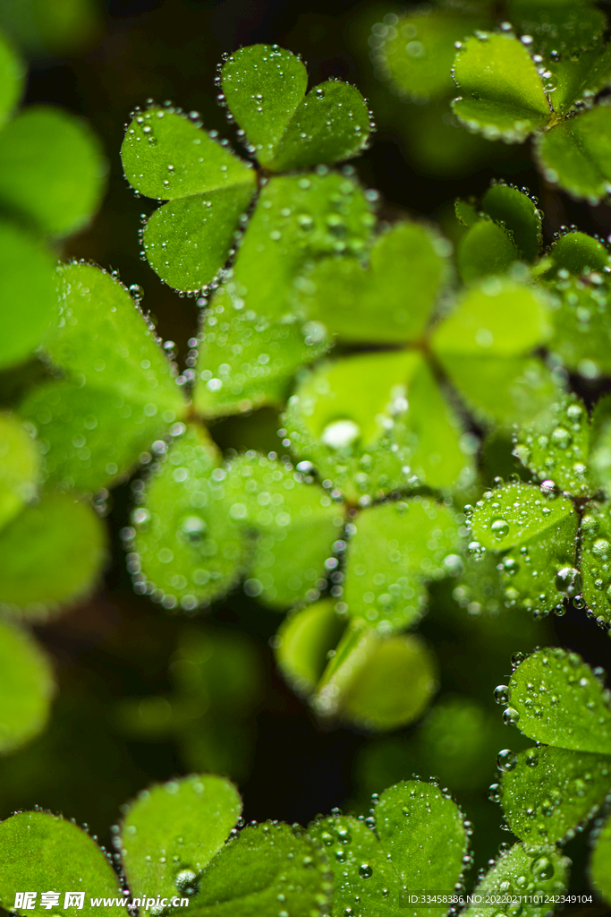 叶子上的雨滴