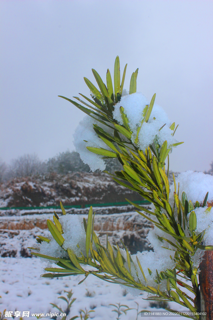 农村雪景