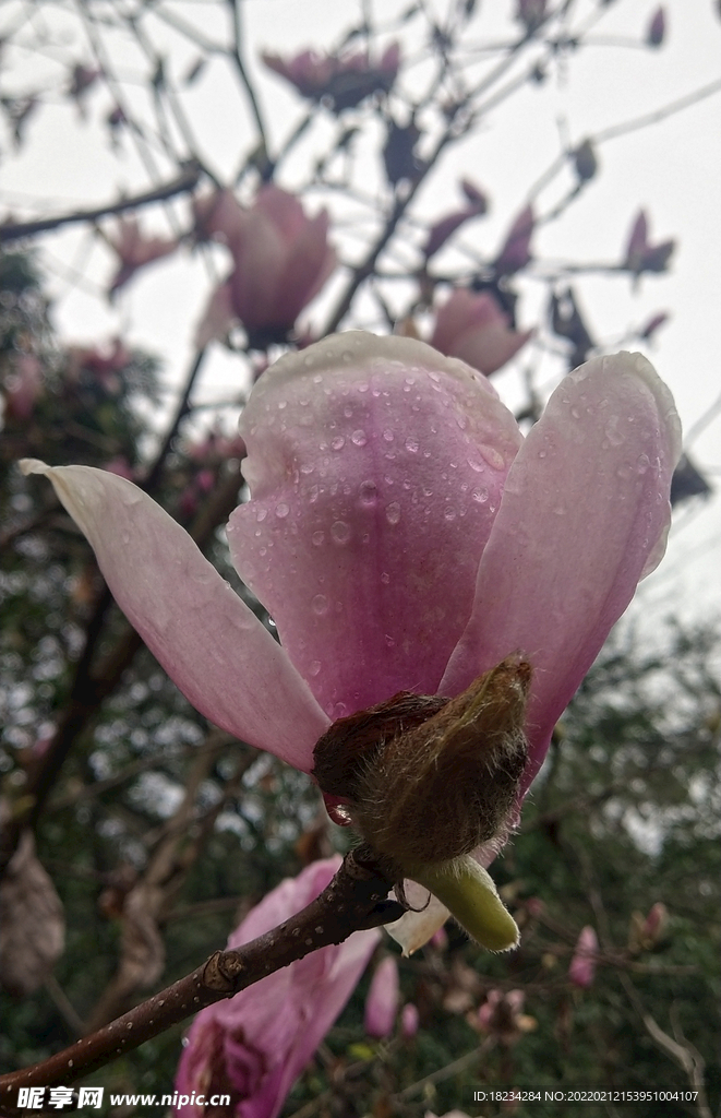 雨后即景