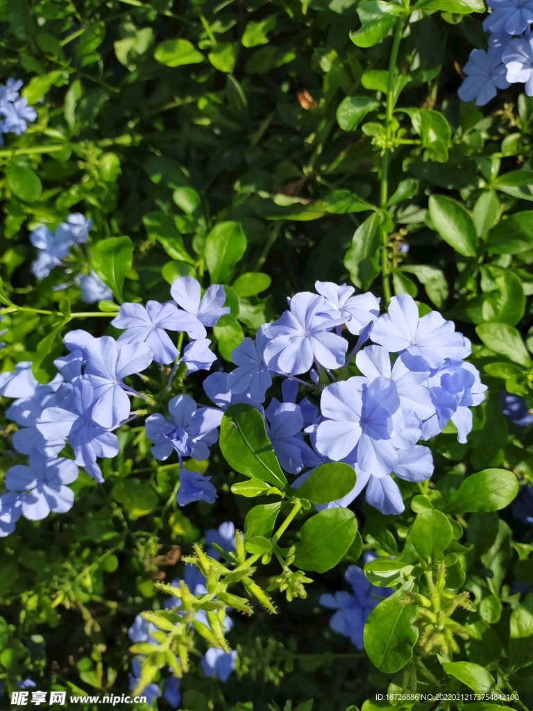 蓝雪花