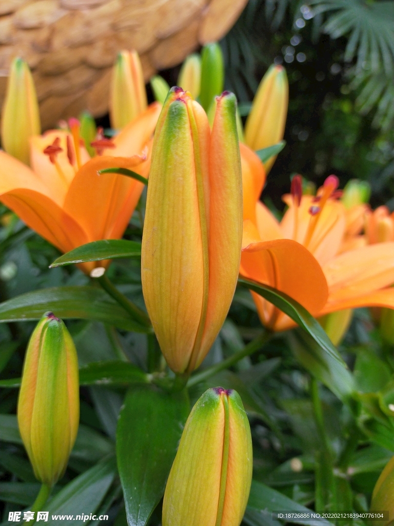 百合花