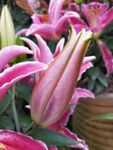 百合花