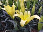 百合花
