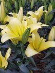 百合花