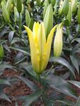 百合花