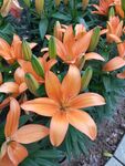 百合花