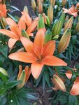 百合花