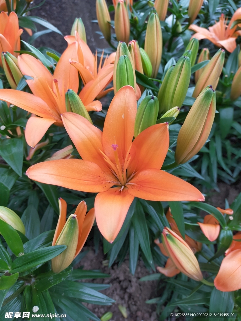百合花