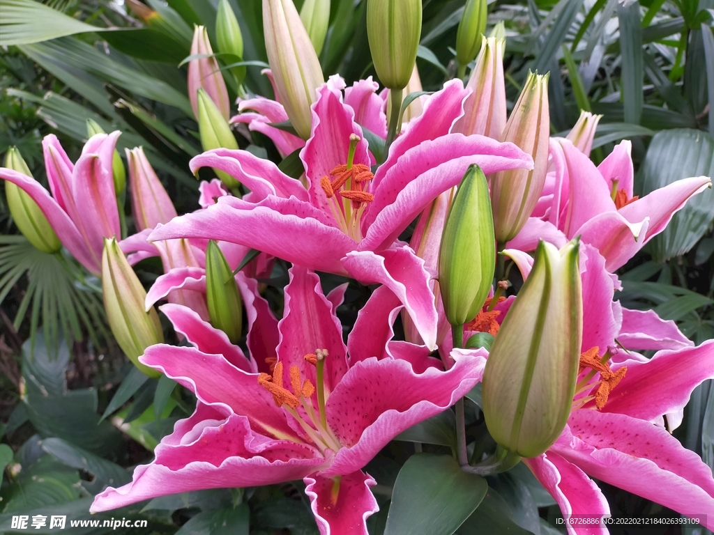 百合花