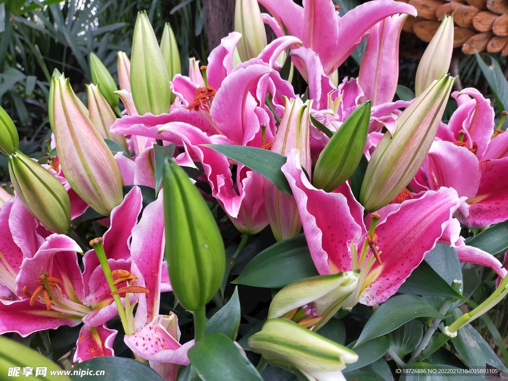 百合花