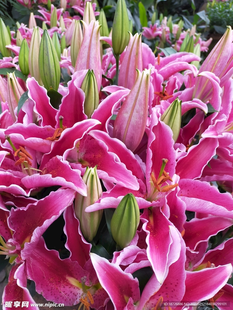 百合花