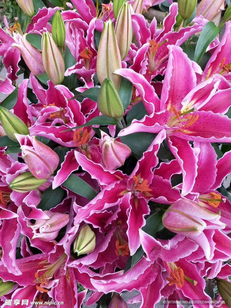 百合花