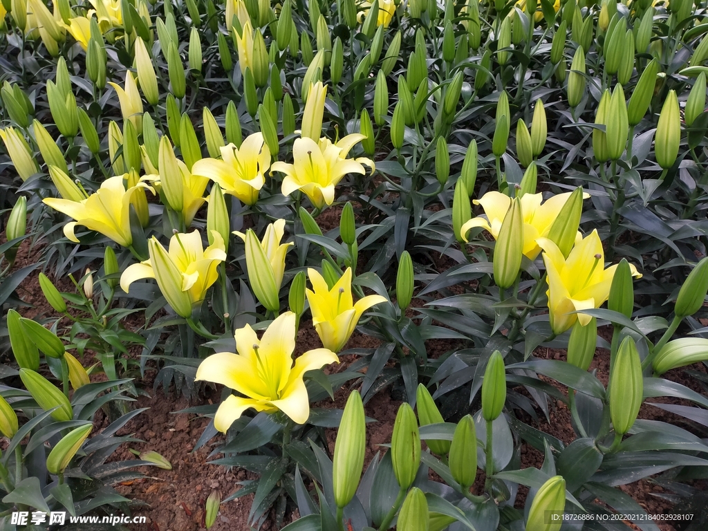 百合花