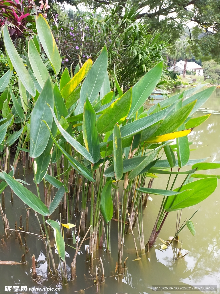 水草