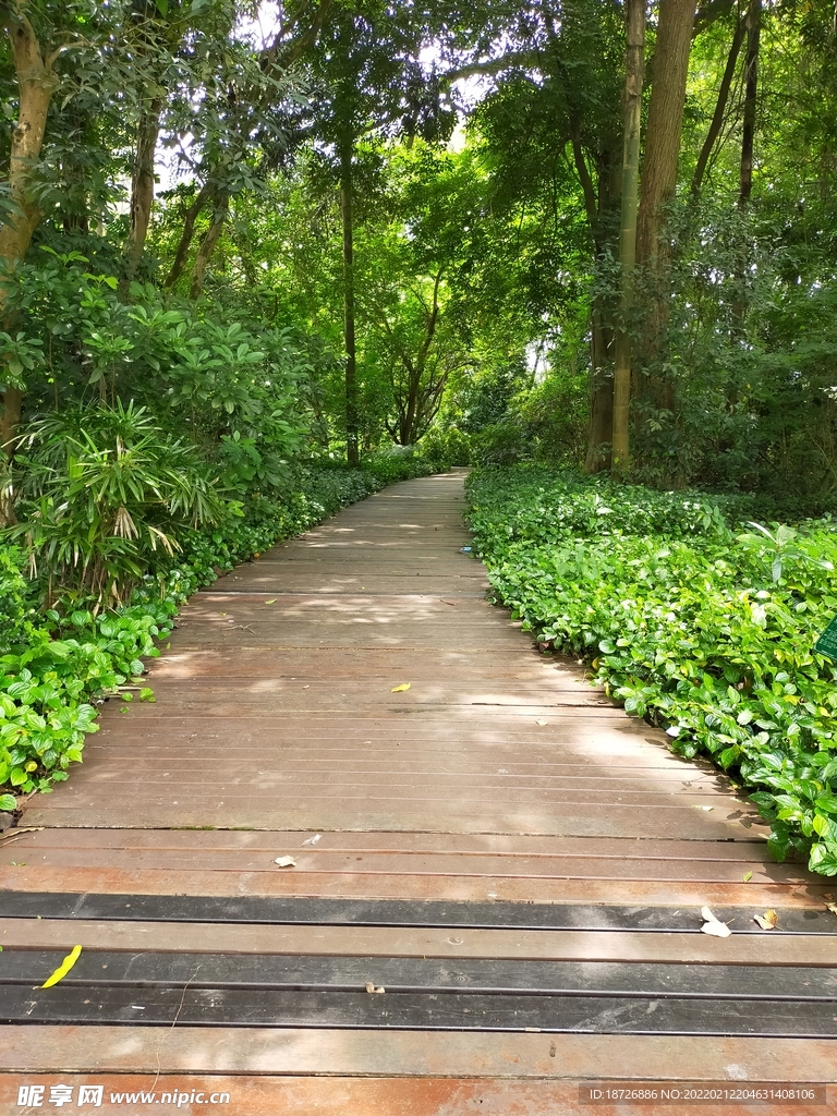 公园小路