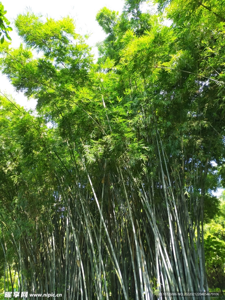 竹子