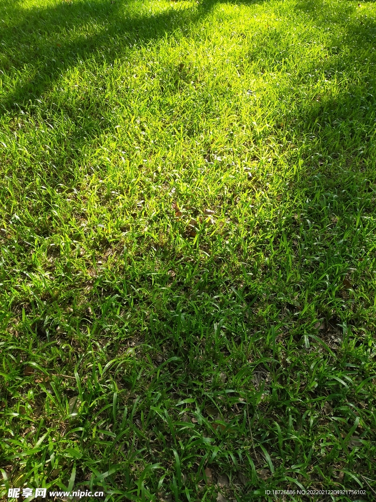草地