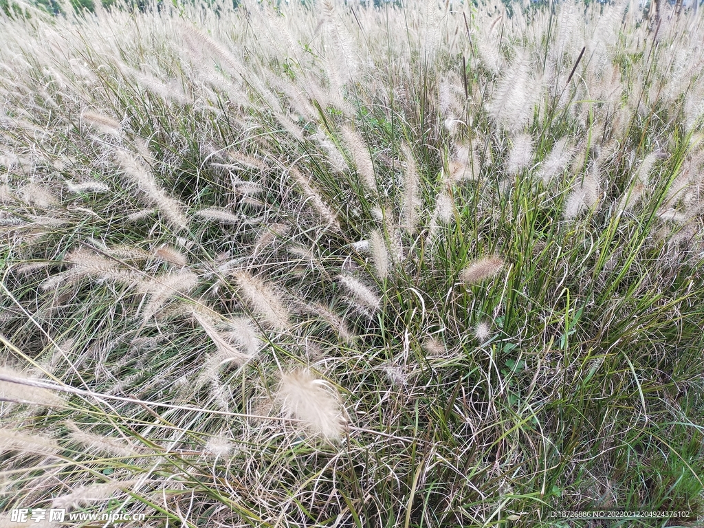 狗尾巴草