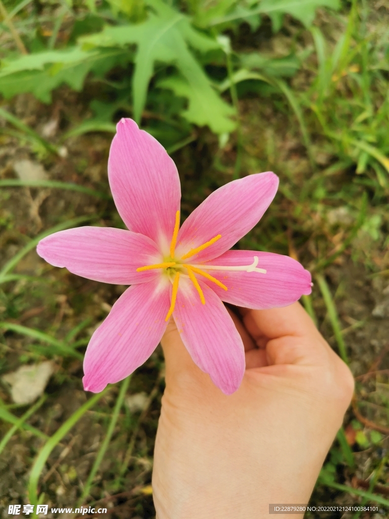 风雨兰