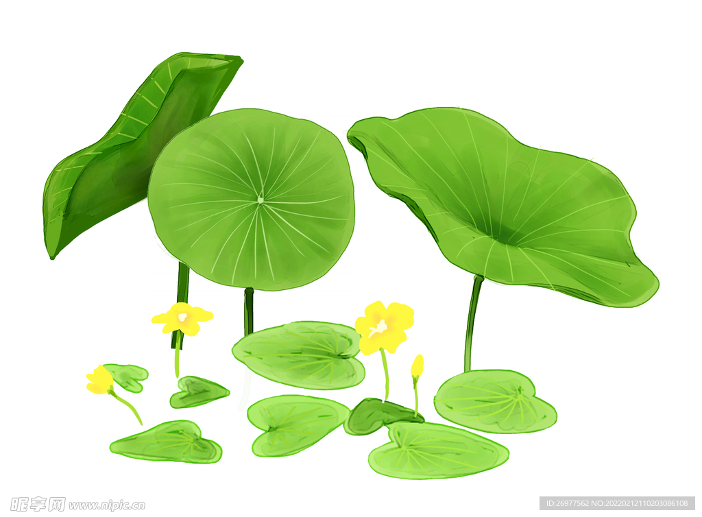  荷花