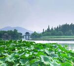 荷花湖景