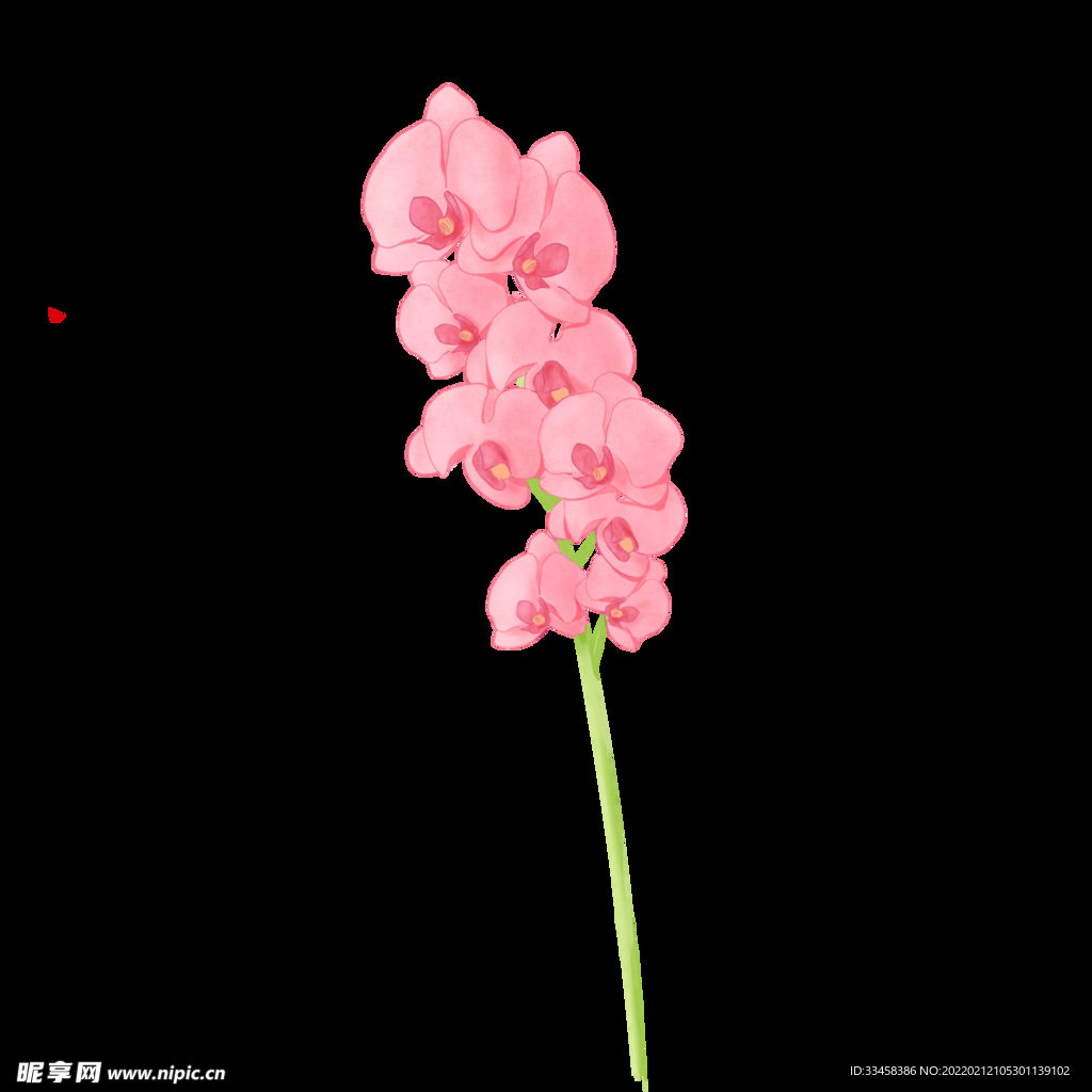 手绘水彩节日用花蝴蝶兰