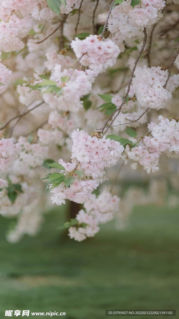 樱花