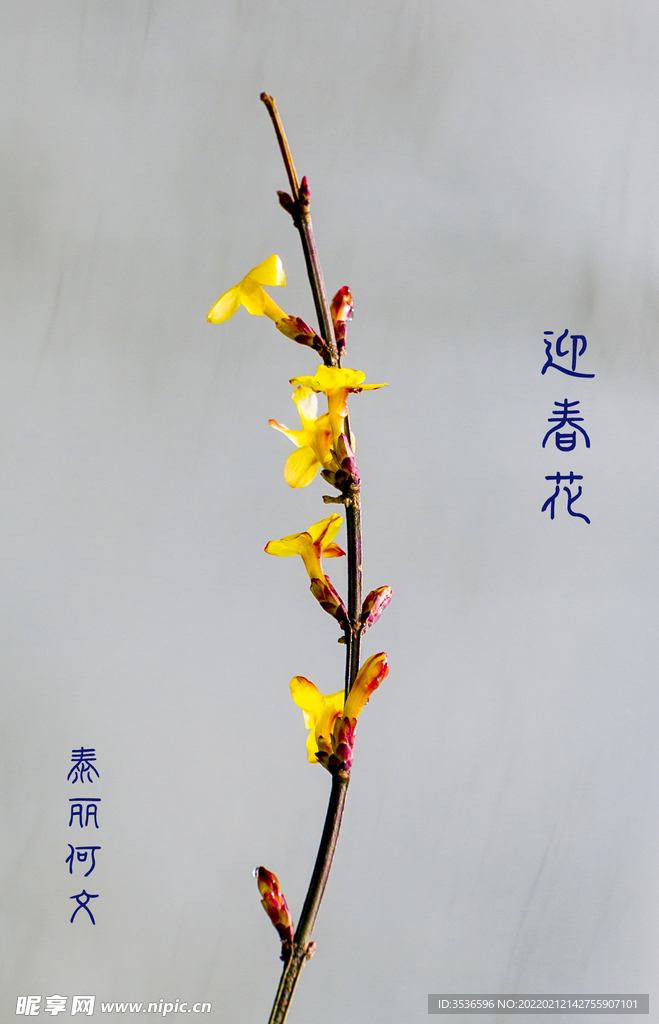 迎春花开