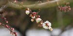 白梅花