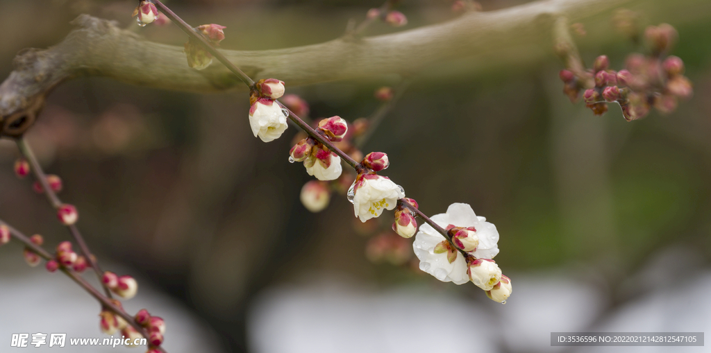 白梅花