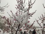 南京梅花雪景
