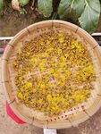 野菊花
