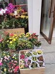 花市