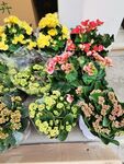 长寿花