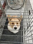 宠物狗