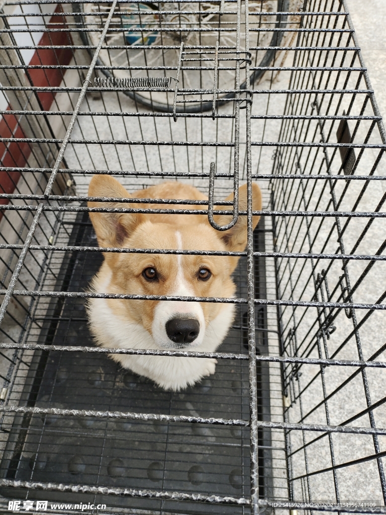 宠物狗