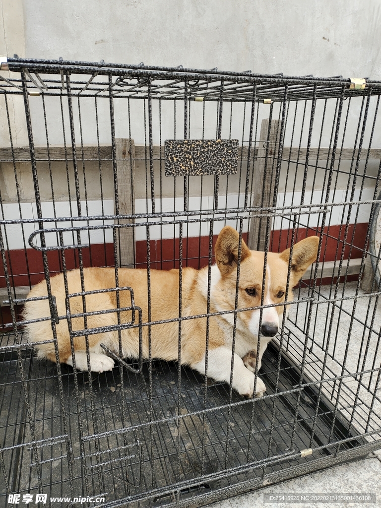 宠物狗