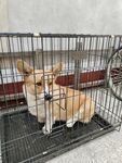 宠物狗