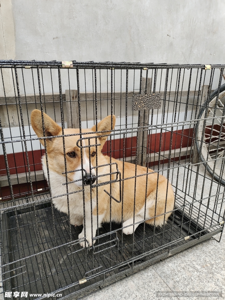 宠物狗