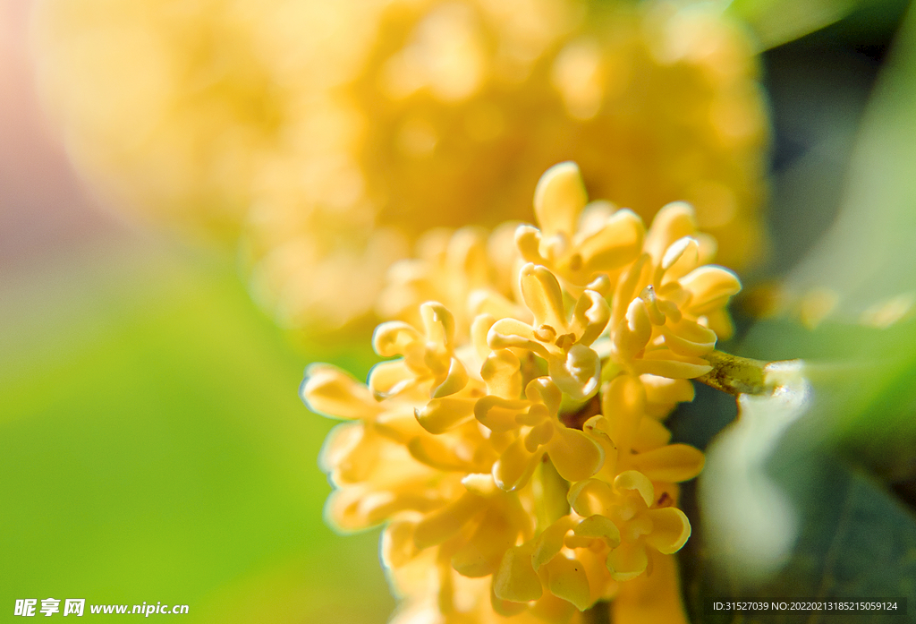 阳光下的桂花特写