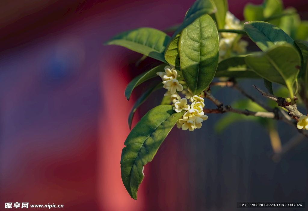 枝头上的桂花特写