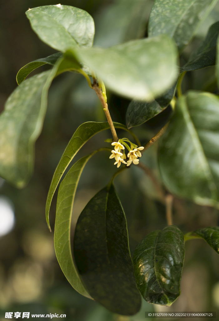 桂花特写